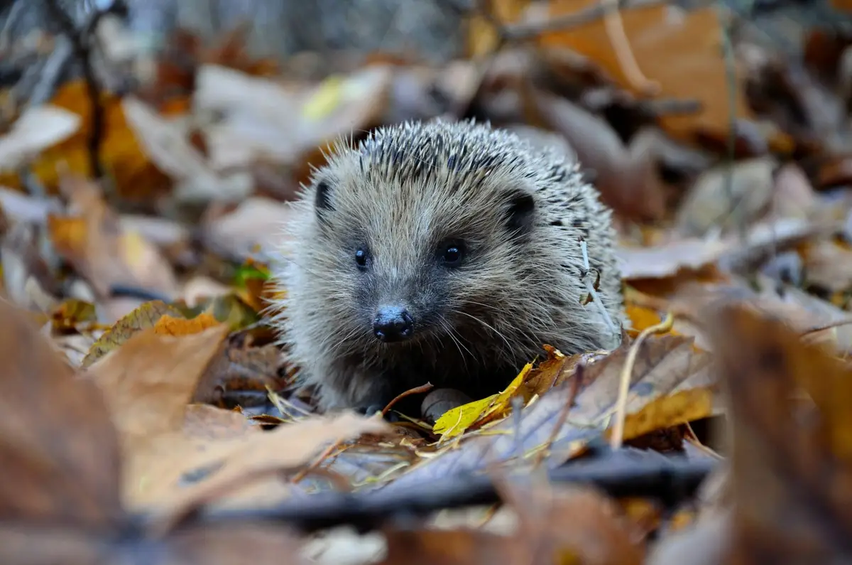 Junger Igel sitzt im braunen Herbstlaub